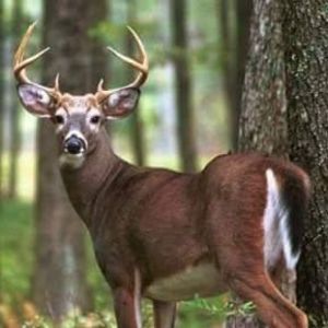 Meet your Posher, Pam